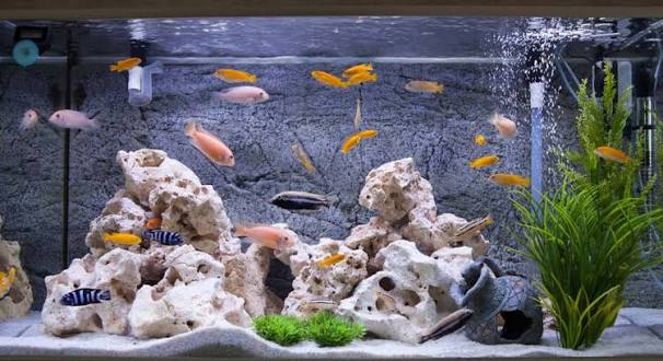 Three Foot Aquarium